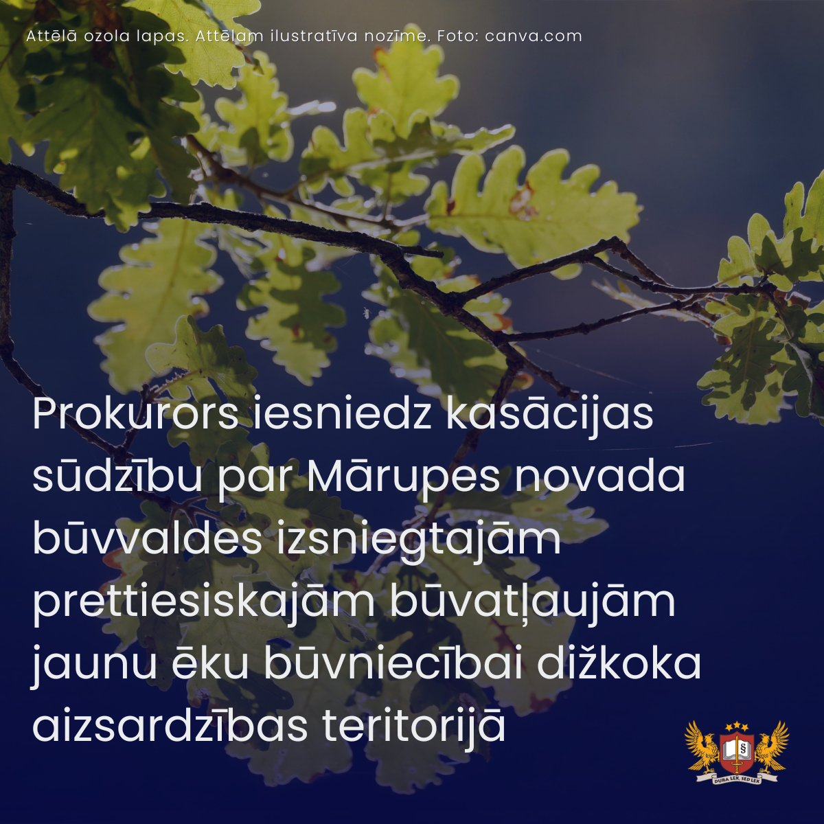 Prokurors iesniedz kasācijas sūdzību par Mārupes novada būvvaldes izsniegtajām prettiesiskajām būvatļaujām jaunu ēku būvniecībai dižkoka aizsardzības teritorijā