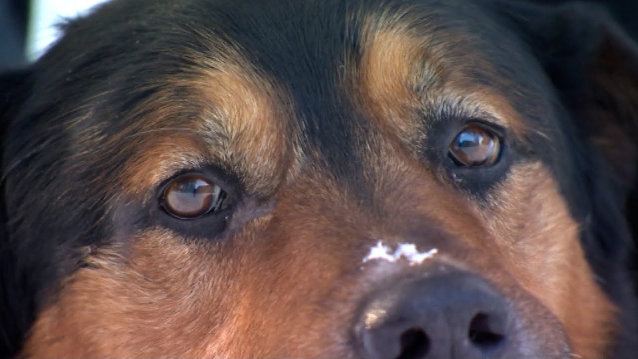Prokurors Rīgas apgabaltiesai iesniedz apelācijas protestu administratīvā pārkāpuma lietā par rīcību ar suni Ārčijs 