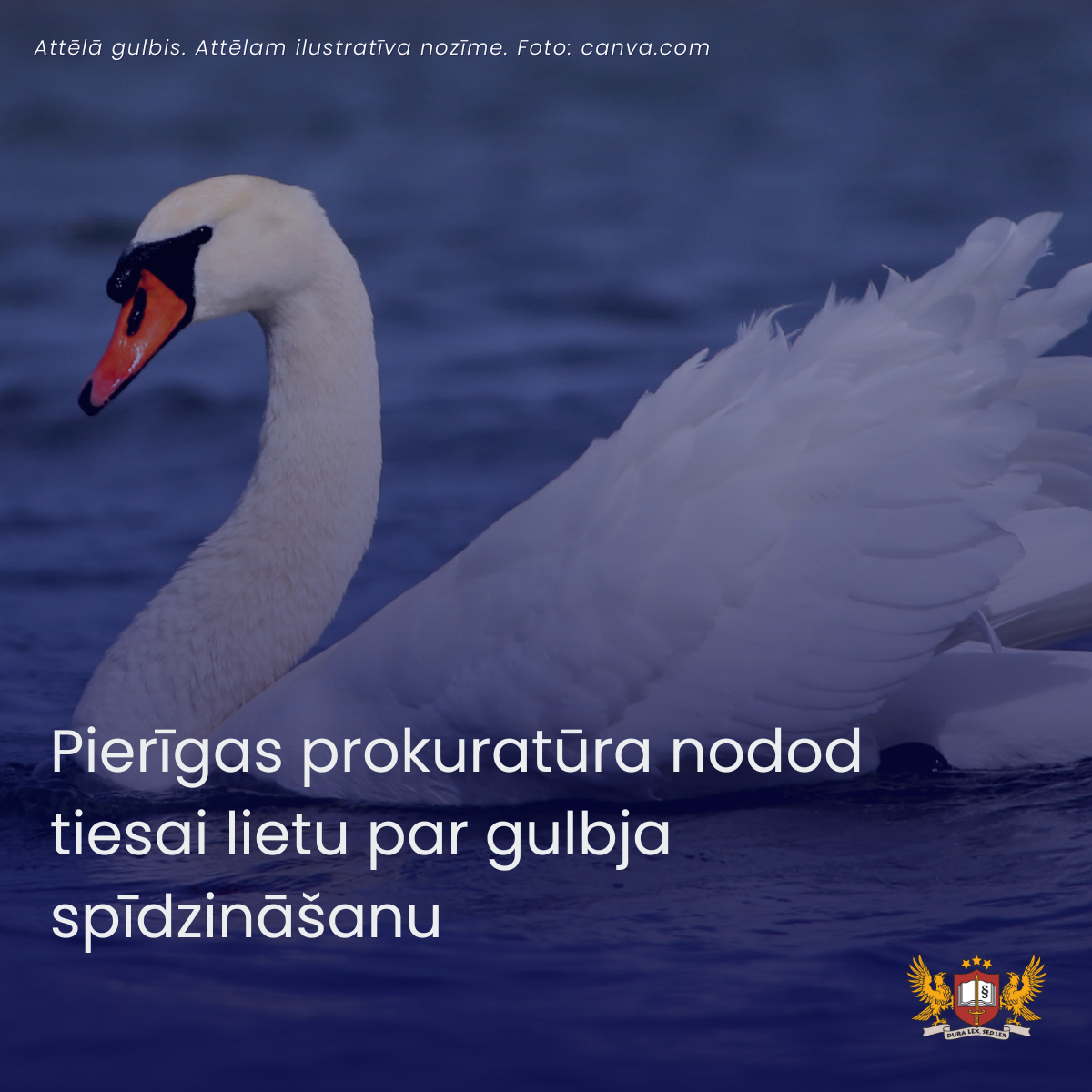 Pierīgas prokuratūra nodod tiesai lietu par gulbja spīdzināšanu