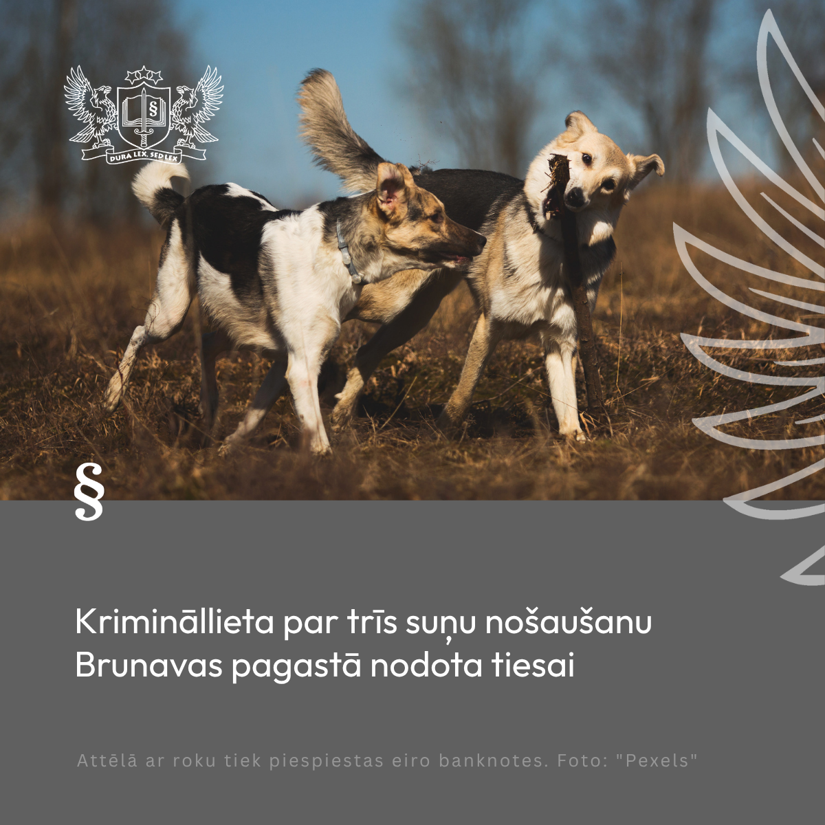 Attēls: Krimināllieta par trīs suņu nošaušanu Brunavas pagastā nodota tiesai